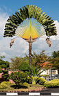Traveller's Tree - Ravenala madagascariensis - This species of plant from Madagascar, of the family Strelitziaceae, is not a true palm. It is closely related to the southern African genus Strelitzia and the South American genus Phenakospermum. Its fans te