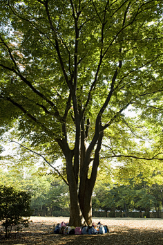 植物名称常绿乔木