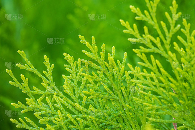 一棵桧树的绿色枝条和嫩叶。