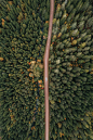 an aerial view of a road in the middle of a forest