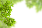绿叶虚化前景-83