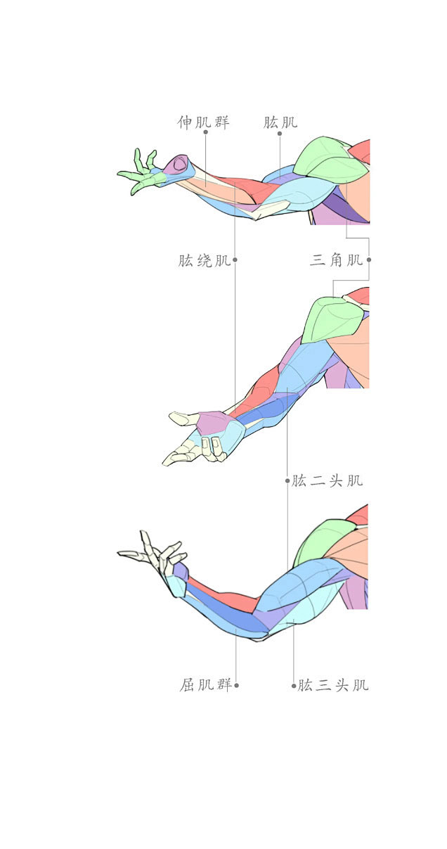 手臂肌肉 (3)