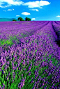 Lavender heaven! 