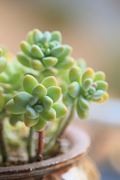 河流午后我经过采集到植物绘