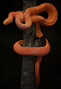 Patternless Albino Rat Snake by Culebra Venenosa 有毒的蛇 species: Rat Snake