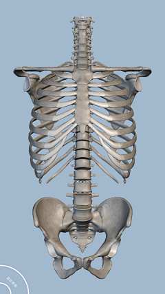 Zyko_c采集到人体，人体局部，骨骼