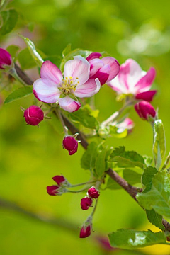 ♡小蝴蝶♡采集到繁花似锦