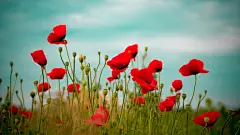 唯美自然鲜花合集电脑屏幕桌面壁纸1