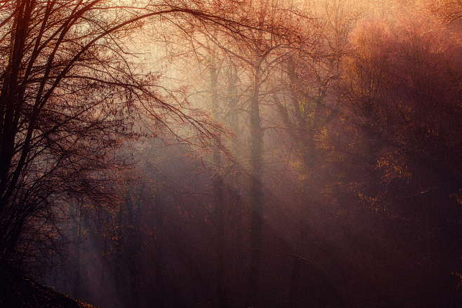 forest-atmosphere-li...