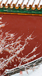 #雪后故宫#朱墙白雪，真是绝配~分享#故宫的雪#！ ​​​​