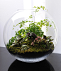 图片：A Tiny Garden Terrarium | Tanglewood Conservatories : 在 Google 上搜索到的图片（来源：tanglewoodconservatories.com）