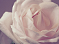 Free Photo of white, rose, close up - StockSnap.io