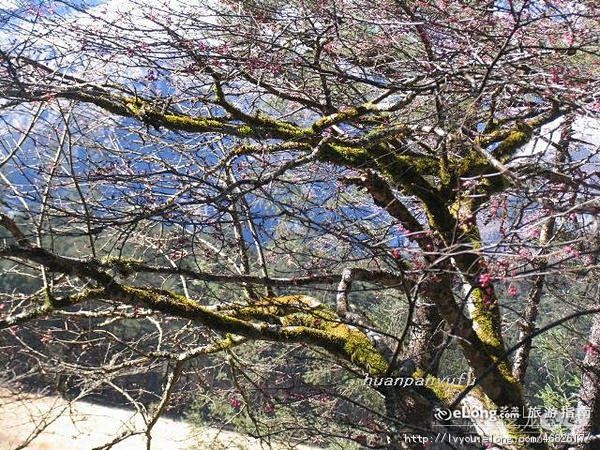 玉龙雪山 雪山腹地云杉坪  玉龙映翠景色...