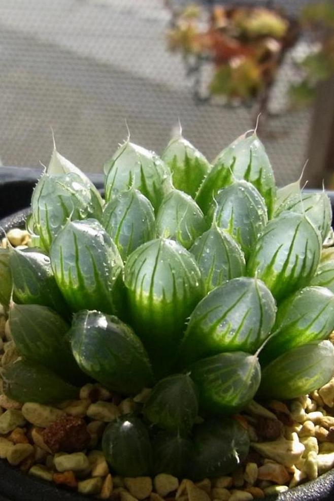 玉露 拉丁名: haworthia co.
