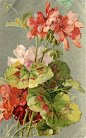 Red and pink geraniums by Catherine Klein ~ 1903.
