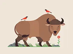 Buffalo
