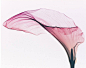 史蒂芬北路迈耶斯海报花卉艺术摄影 巨型海芋