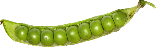 Pea PNG