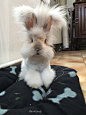 Loki the english angora rabbit