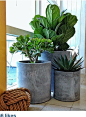 Indoor plants: 