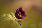 Canon EOS 550D
EF100mm f/2.8L Macro IS USM
100mm/ƒ/4.5/1/500s/ISO 100