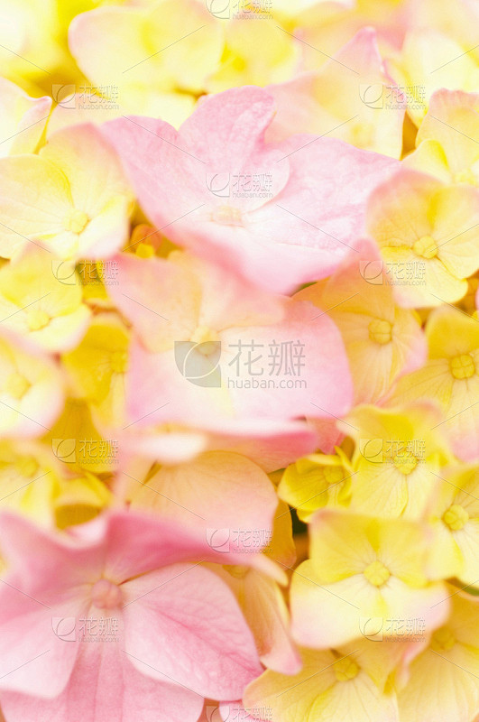 八仙花属,雨季,垂直画幅,植物,无人,粉...