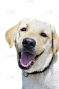 狗,白色,宠物,黄色,纯种犬,白色背景,背景分离,垂直画幅,图像,一只动物