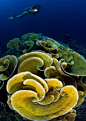 Yellow cabbage coral: 