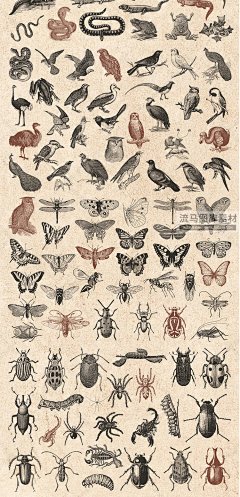 黑白手绘素描动物昆虫鸟大象狮子老虎蝴蝶甲虫插画AI矢量PNG素材