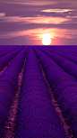 陪你去看繁花世界，紫色的熏衣草田。