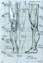 原画动漫人物人体结构解剖，肌肉骨骼躯干动…考素材 (190)