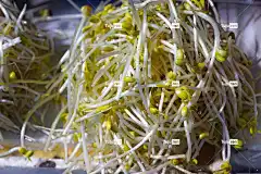 自然 植物 桌面背景 全高清壁纸 笔记本电脑壁纸 食物 关闭 背景