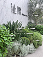 立志记录100种植物搭配（39/100）