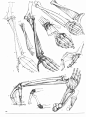 Gottfried Bammes - Die Gestalt Des Menschen - Anatomy & Visual Arts - 3-3 : Scribd is the world's largest social reading and publishing site.