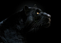 Son of the Night by Pedro Jarque : 1x.com is the world's biggest curated photo gallery online. Each photo is selected by professional curators. Son of the Night by Pedro Jarque
