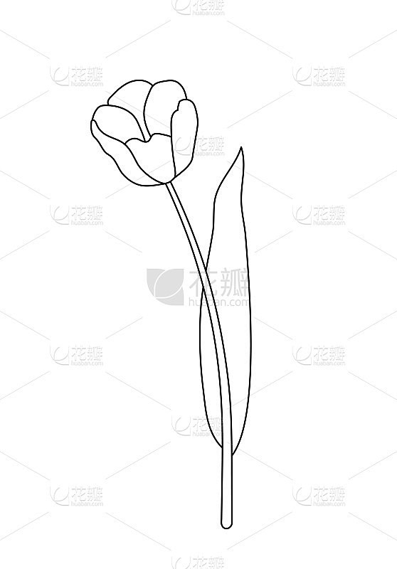 矢量插图的郁金香花