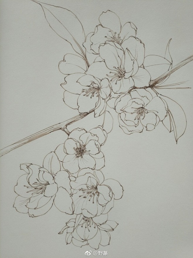 垂丝海棠~线稿~(作者:@野篆 )