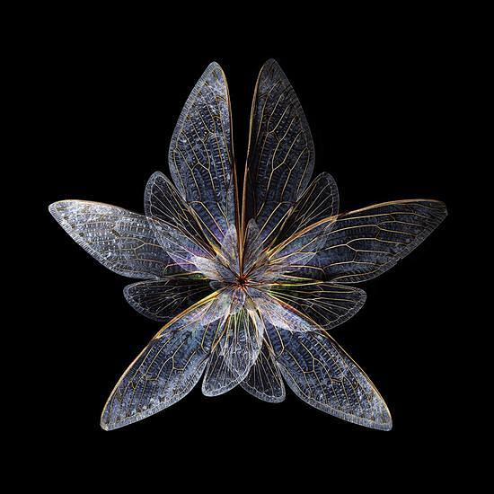 水晶花
摄影师把昆虫翅膀拍成了花瓣_百科...