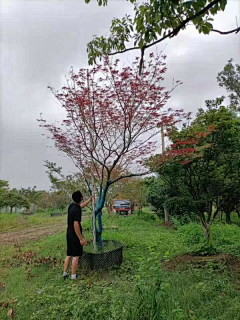 西瓜瓜123采集到植物选型