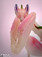 自然界里的美人兰花螳螂