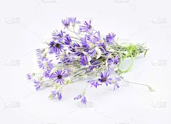 野菊花一种野菊花的花束，单生在白色上，又称长生或长生的野菊花