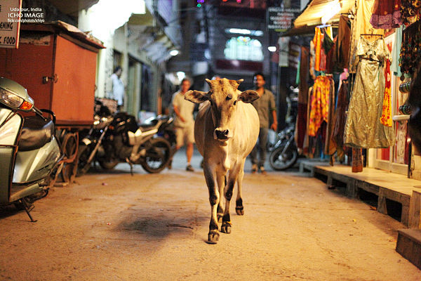 印度街头，悠闲的牛&hellip;&he...