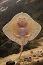 baby stingray