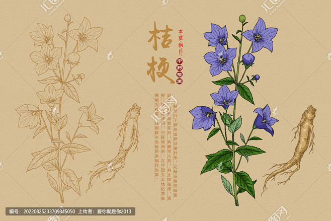 桔梗 洋桔梗 手绘桔梗 桔梗插画 草本植物 本草纲目 手绘中草药 手绘值物花草 中草药包装插画 中草药 桔梗花 草药 药材 中药插画 复古医书草药插图