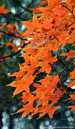 秋景手机壁纸的搜索结果_百度图片搜索