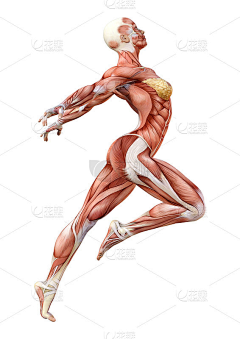 ♀各种傻瓜♂采集到人体肌肉+骨骼
