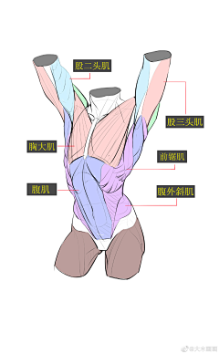 YHY0808采集到人体素材