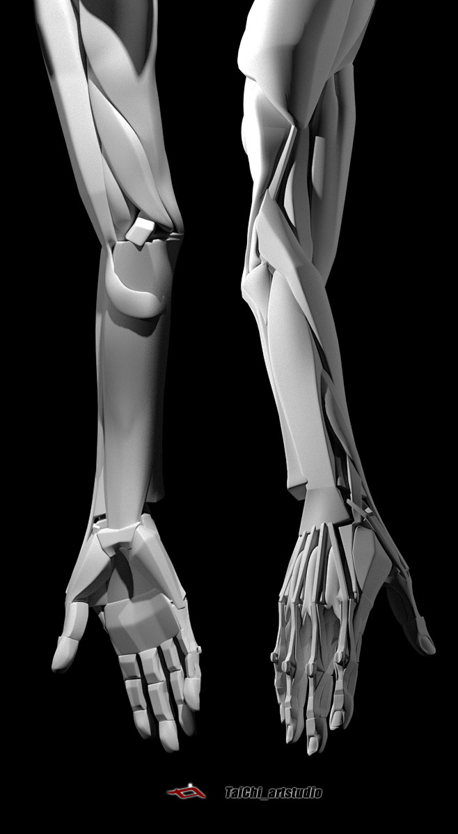 Upper limb structure...