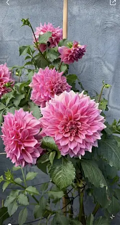 花草集 - 高清图片，堆糖，美图壁纸兴趣社区