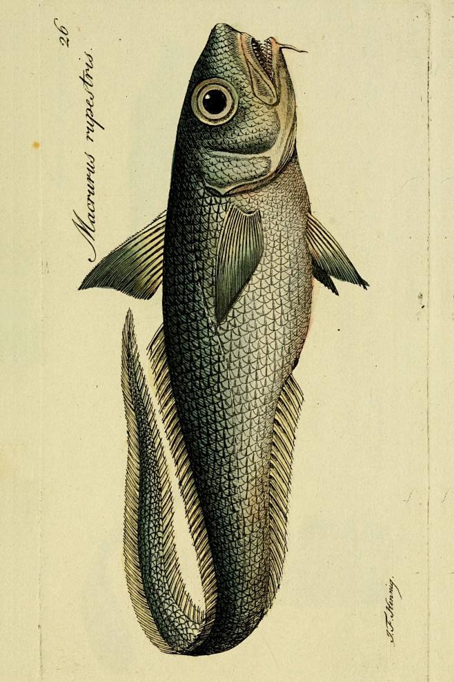 鱼类图鉴长尾鳕